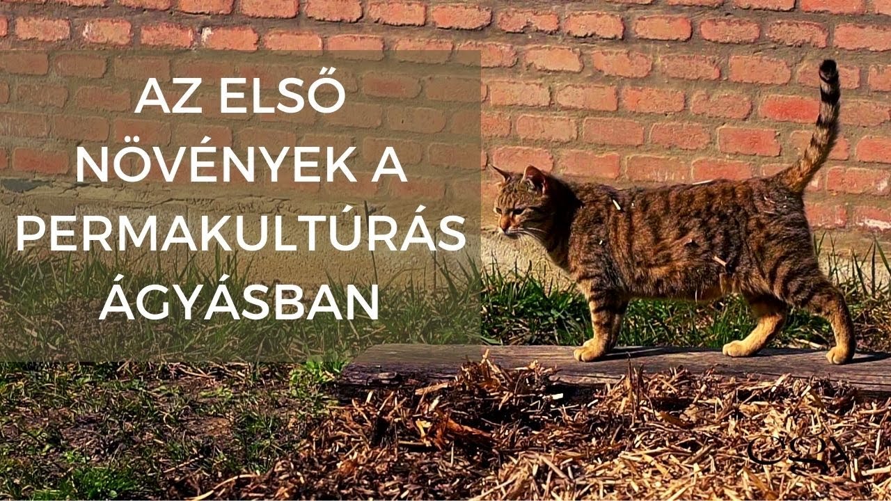 Borbás Marcsi: Kertem - Az első növények a permakultúrás ágyásban (51. rész)