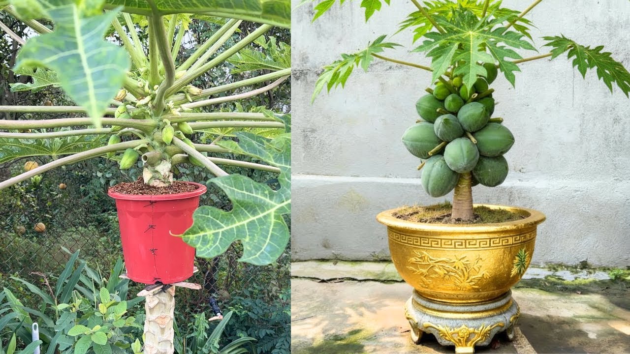 Don't throw away your coconuts and hay anymore – this idea of ​​growing papaya is great!
