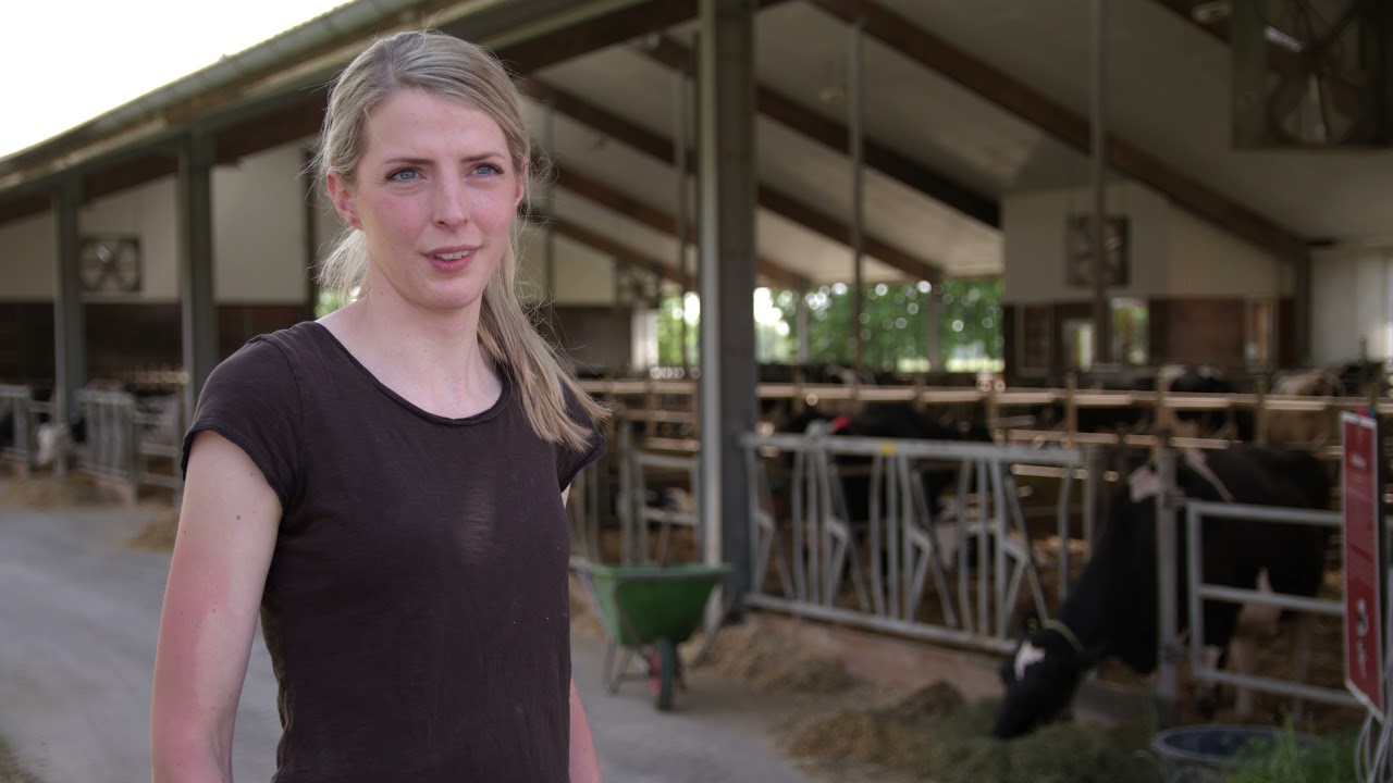 Allflex Heatime Pro+ Kuh-Monitoring auf Milchvieh- und Zuchtbetrieb Hof Bünkemühle