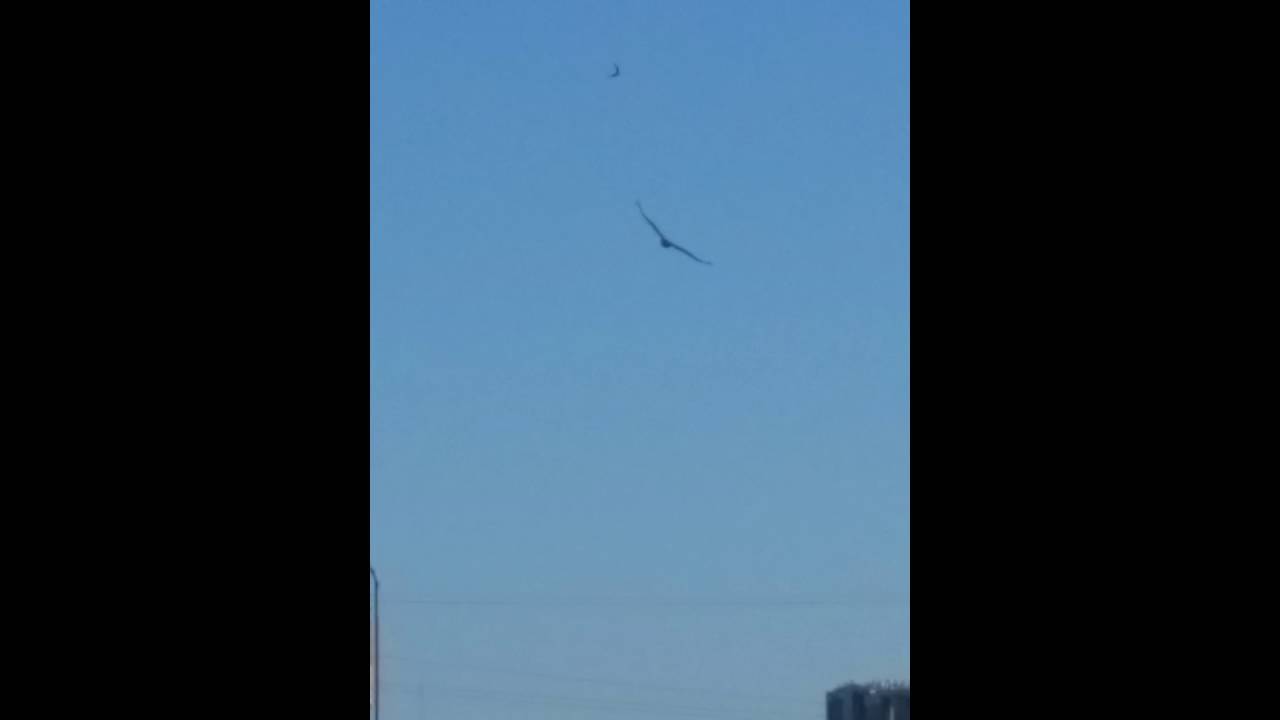 Small Bird attacks hawk in the air