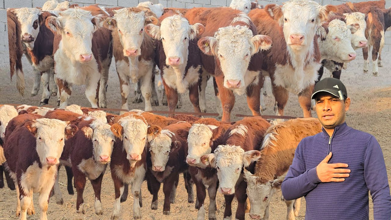 Yangi Arzonchi Topildi Buzoq Puliga Gereford Xunojinlar Shoshilamiz, 2025