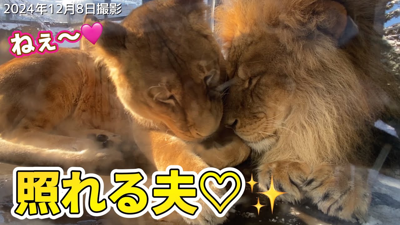 《旭山動物園ライオン＆トラ》甘えたい妻イオと恥じらう夫オリト？オリト＆ザリアファミリーvol598spoiled wife＆shy husband Lion＆Tiger Family
