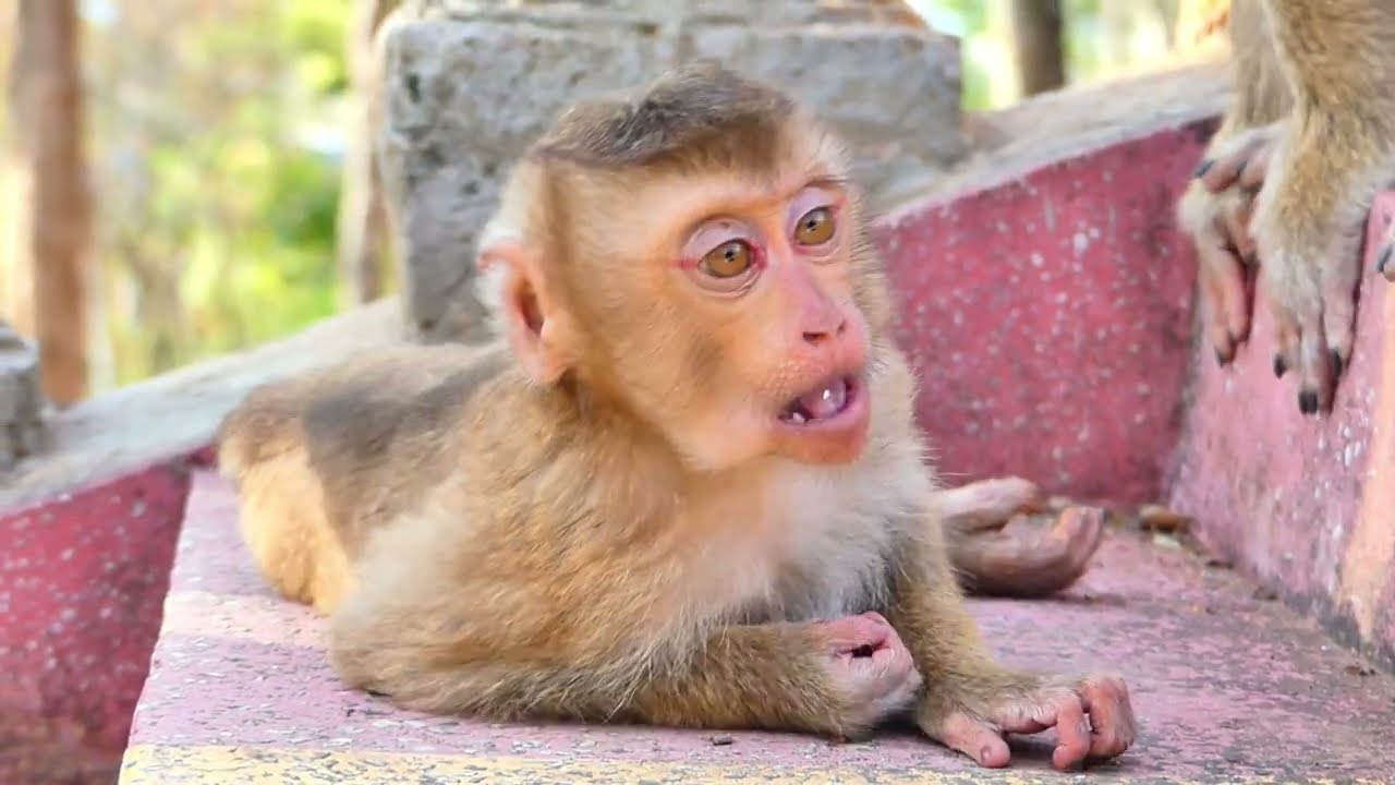 Other monkey wants to play with little monkey but they did don't know