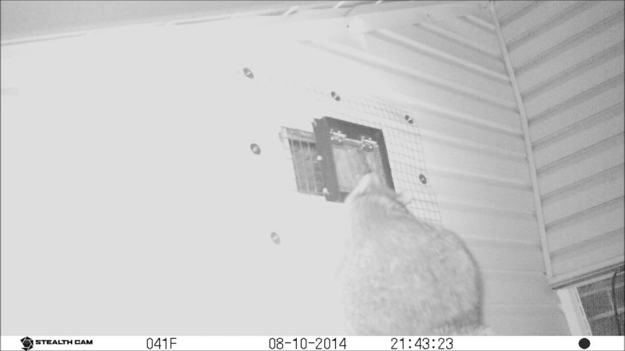 Best Raccoon Removal Method by 360 Wildlife Control