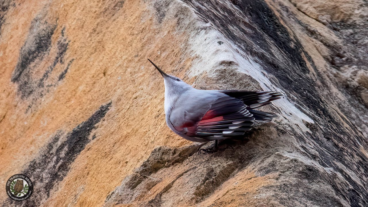 Cyprus Winter Birding 2025