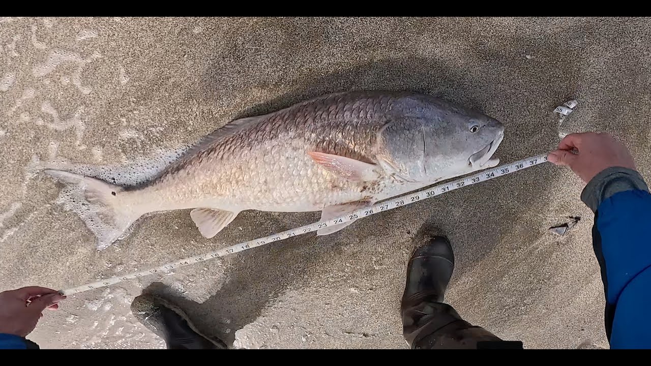 Surf Fishing for Big Redfish, Rutherford Beach, Louisiana