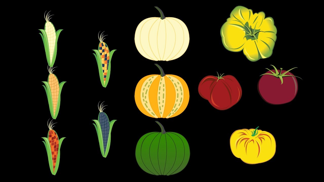 What is Monoculture?