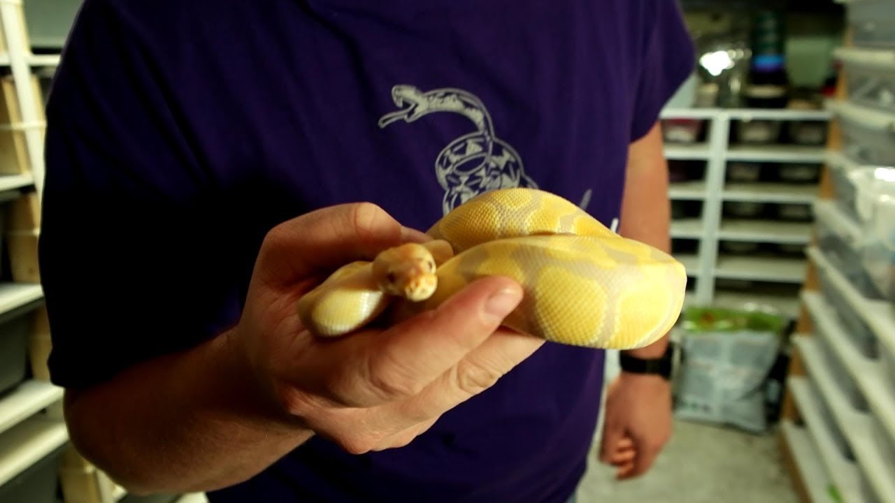 How much does it cost to start a ball python breeding business?