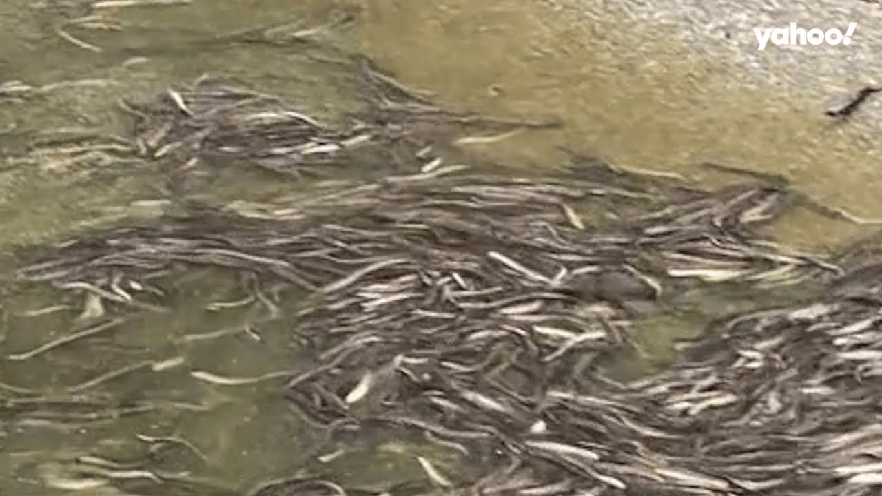 Moment thousands of eels begin 3,000km migration | Yahoo Australia