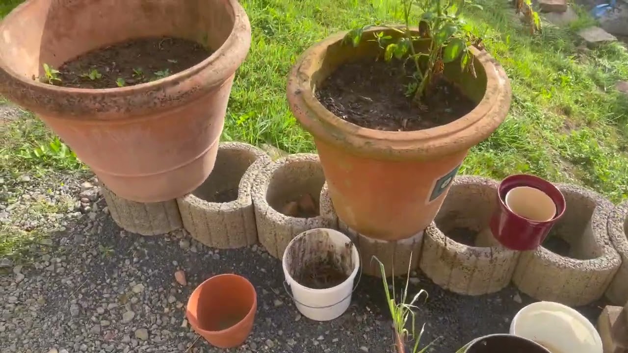 Garden walk around and weed pulling