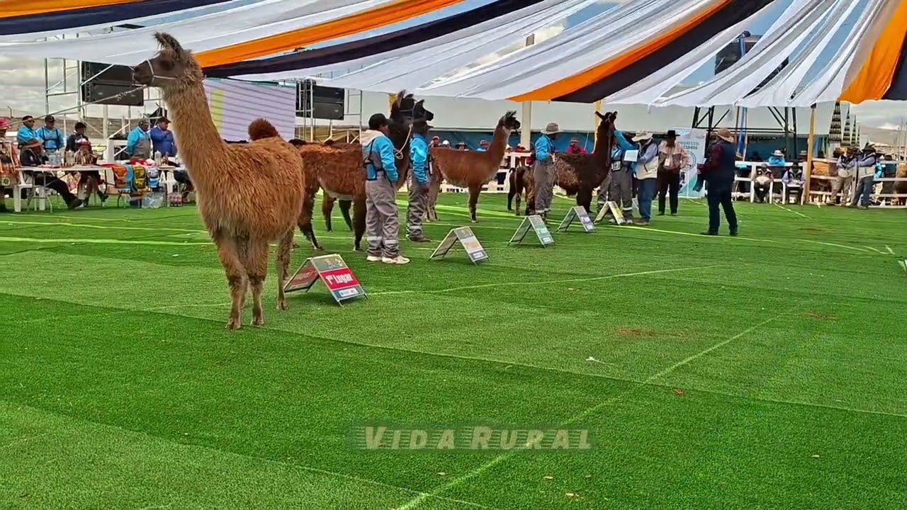 Espinar Expo Reyes 2026