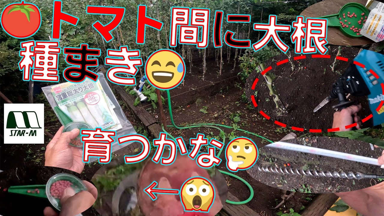 【トマトの間のドリル大根😅】立鎌やレーキは踏んだら危ない！冒頭からNGシーンでスタートです！農作業道具の置き方は難しいですね😰【スターエム　アースドリル　両溝型 25mm　31B-250】