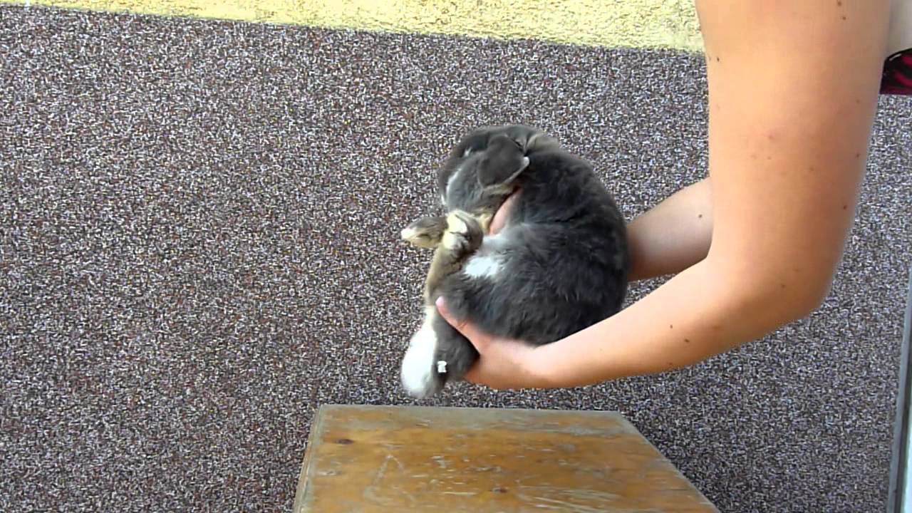 Hogy emeljem, tartsam a nyuszit? Wonder Bunny