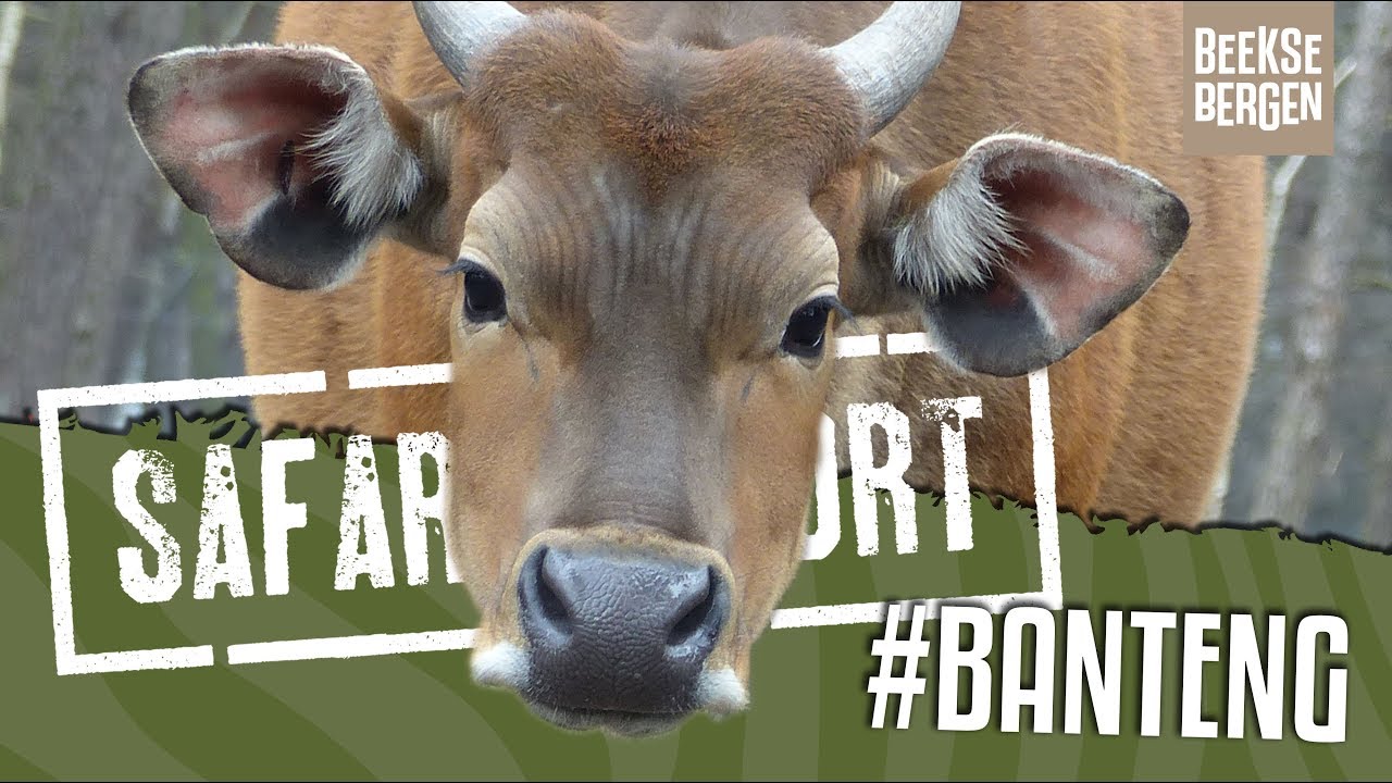 SAFARI REPORT | #102 BANTENG