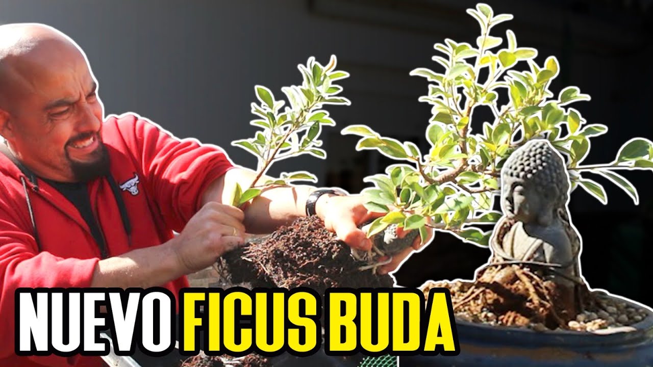 Nuevo ficus en buda para la escuela de bonsai