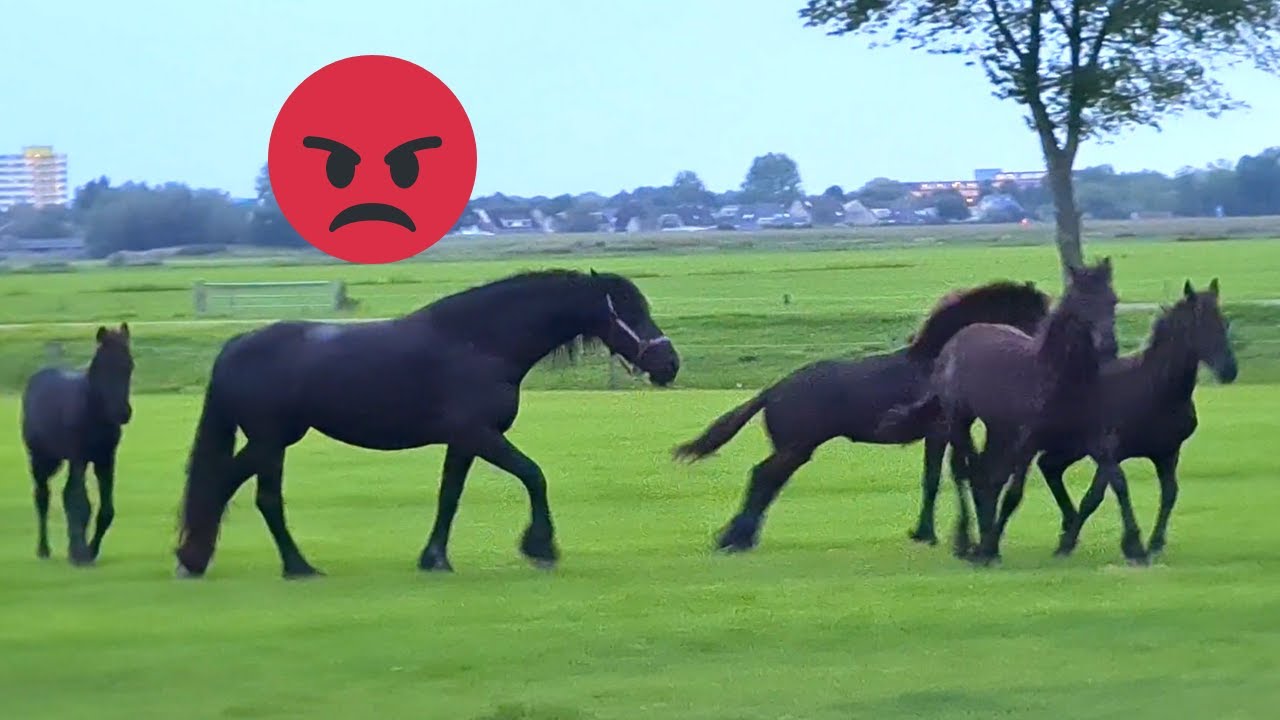 Angry Reintje. Who is the fastest? Horse riding. And do you recognize the young Friesian horses?