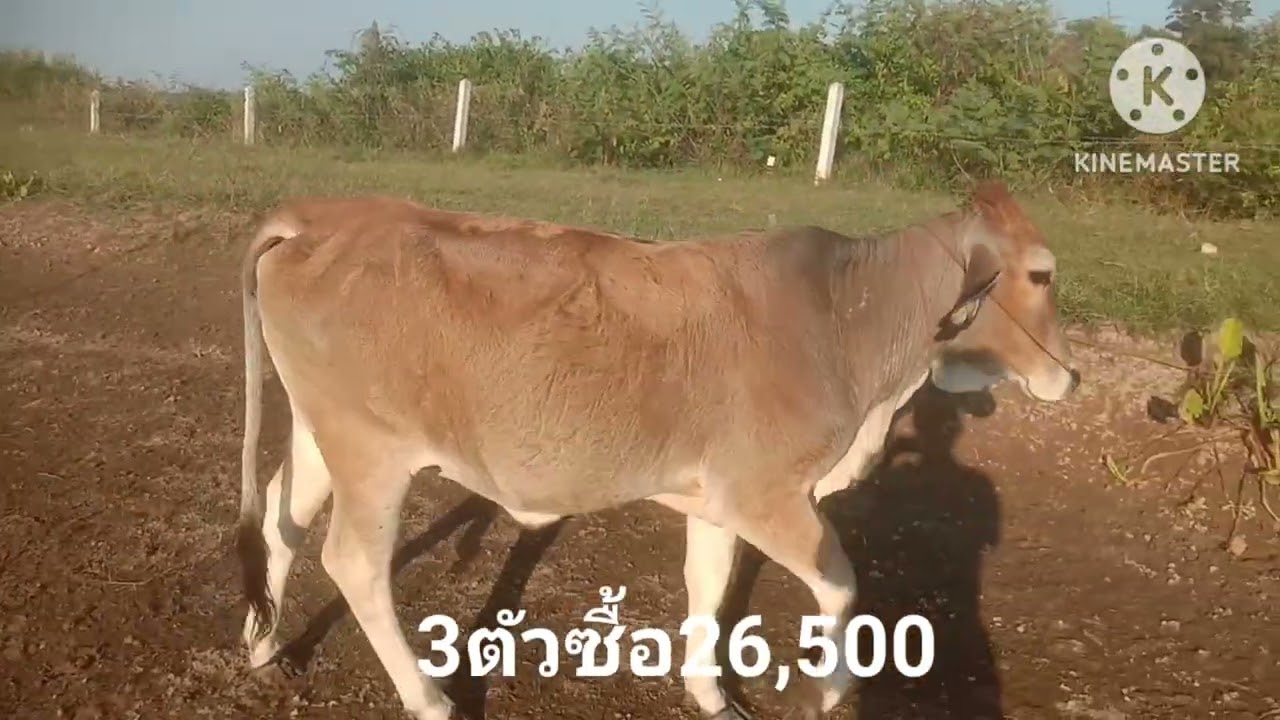 ออกหาวัว1วัน