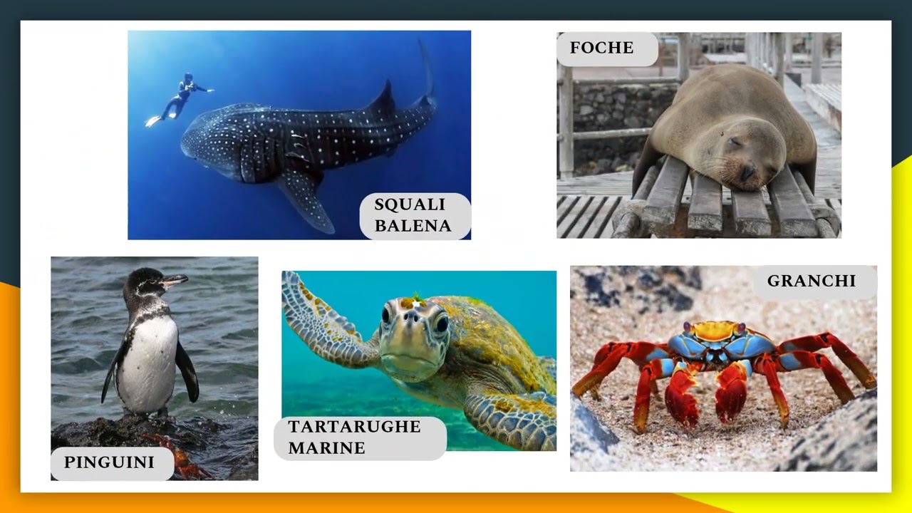 Le Galapagos