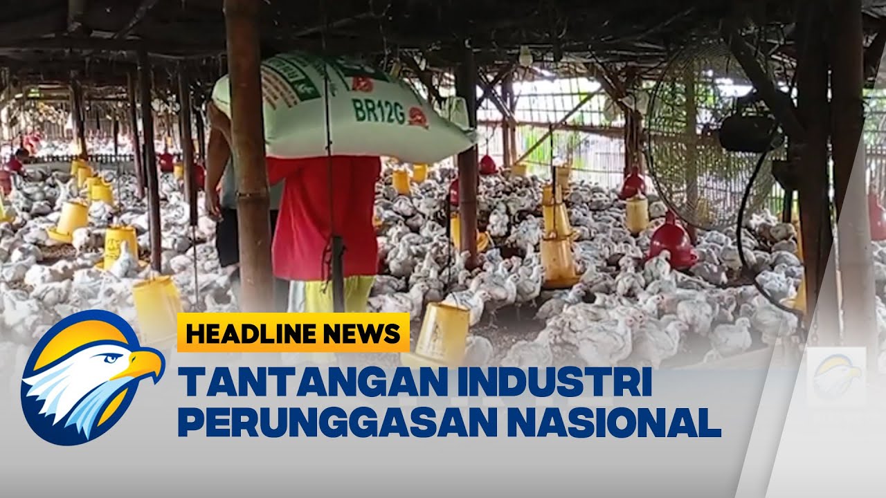 [HEADLINE NEWS, 19/12] Sinergi Pemerintah dan Peternak Kunci Tumbuhkan Industri Perunggasan