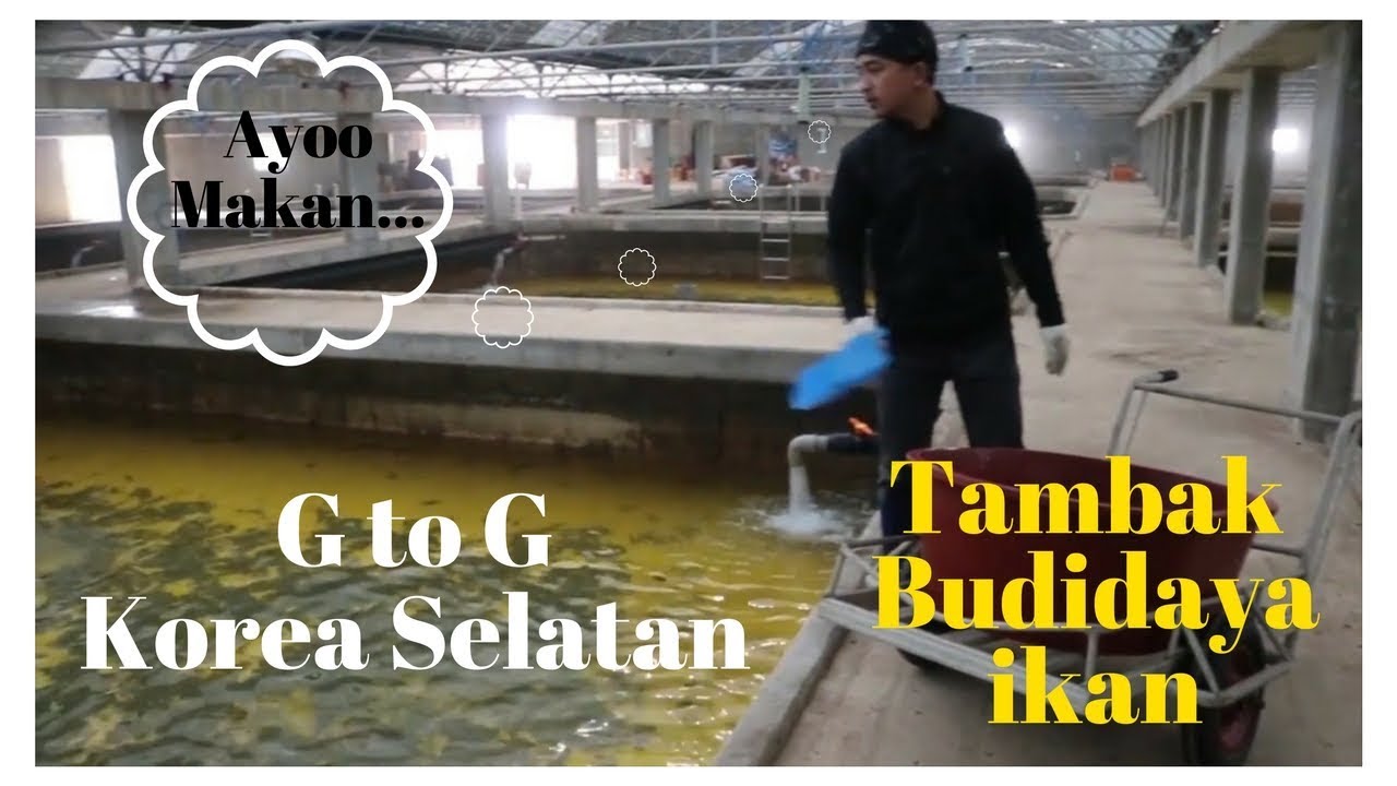 Sektor Fishing G to G Korea | Kerja di Tambak Budidaya Ikan | Jeju-do Eps.3