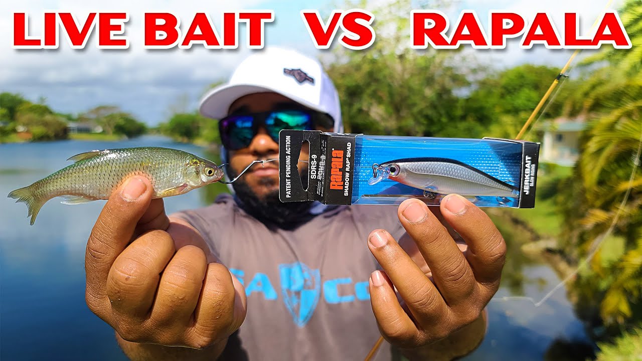 Live Bait VS Rapala Fishing Challenge!
