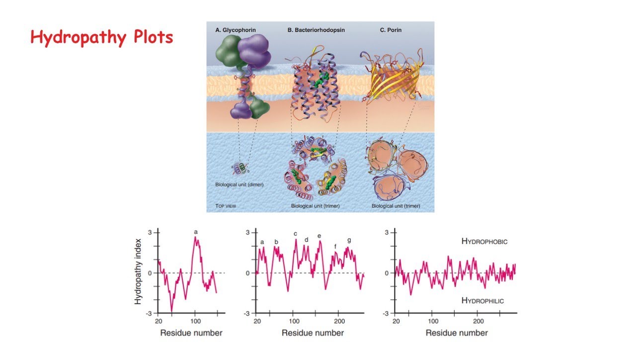 Hydropathy plot: Hydropathy index, Identification of alpha helices in the Transmembrane domain