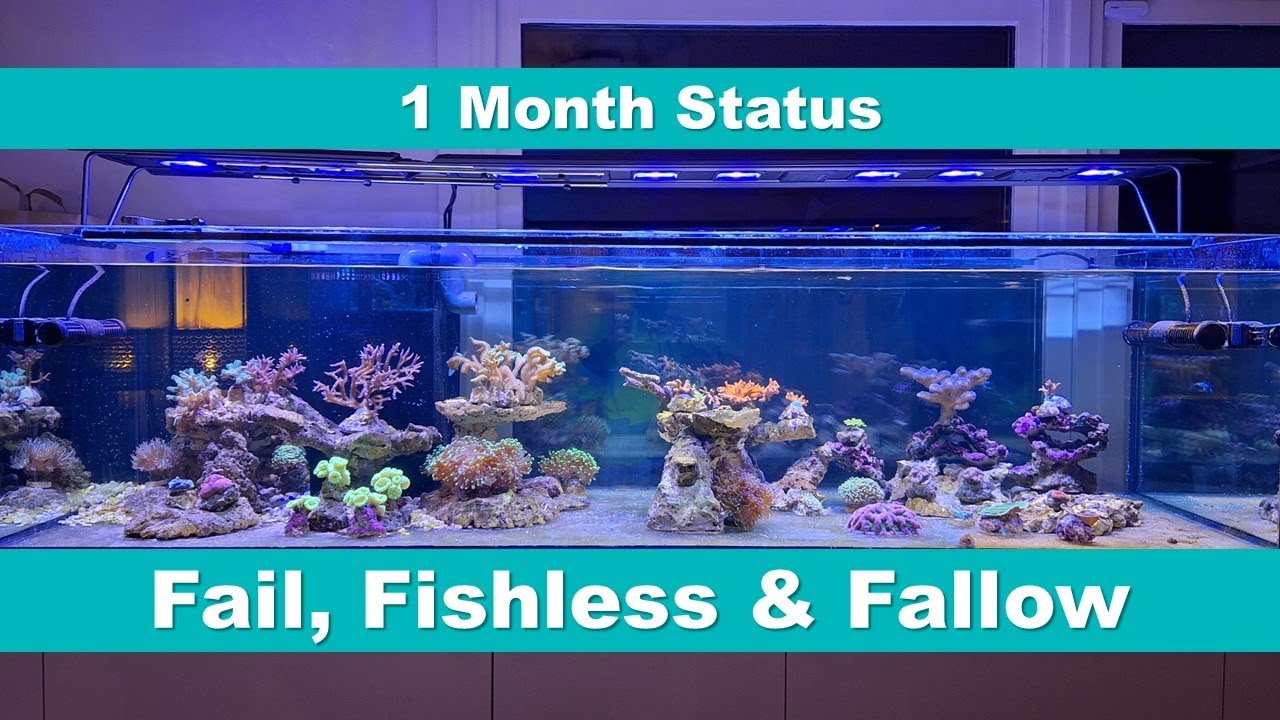 32 - 1 Months Status, 15th Reef Build (Fail, Fishless & Fallow)