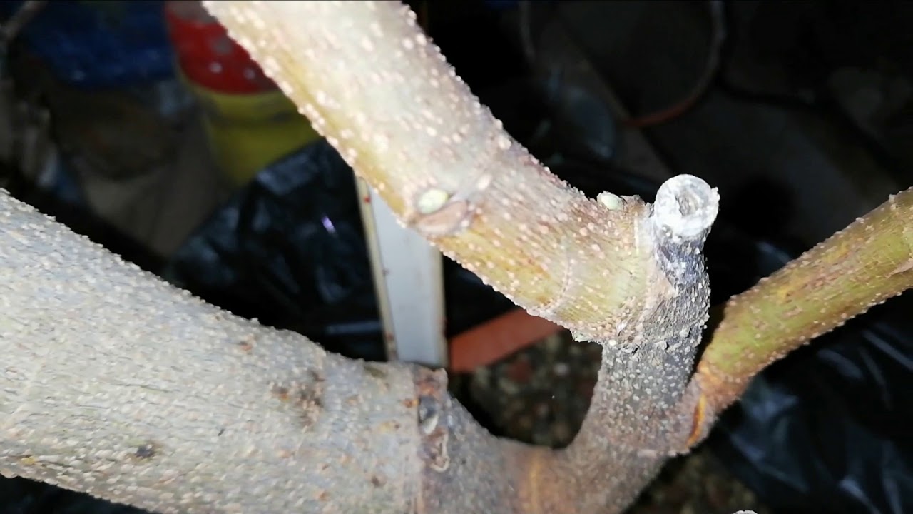 Recuperacion de higuera o ficus carica con  bolsa negra 1° parte