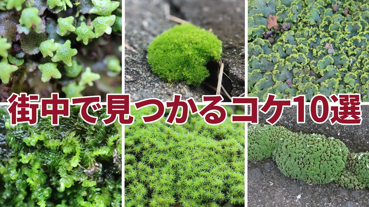 街中で見つかる苔10選