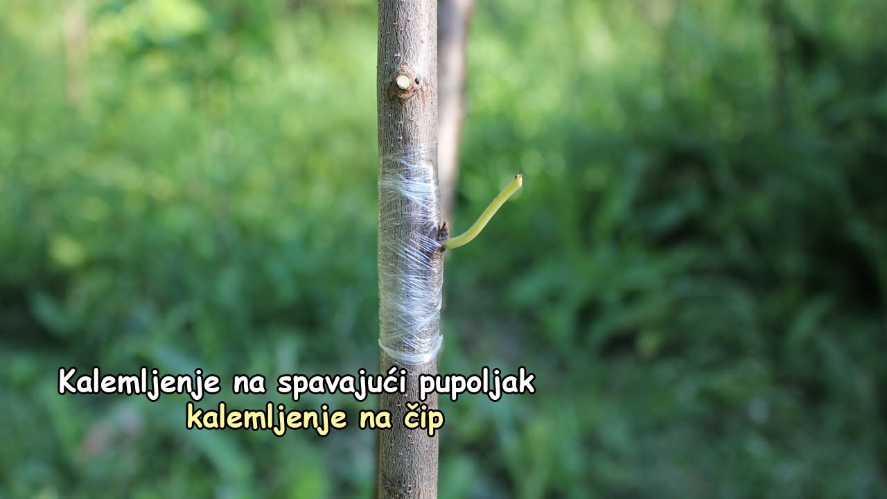 Kalemljenje na spavajući pupoljak kalemljenje na čip
