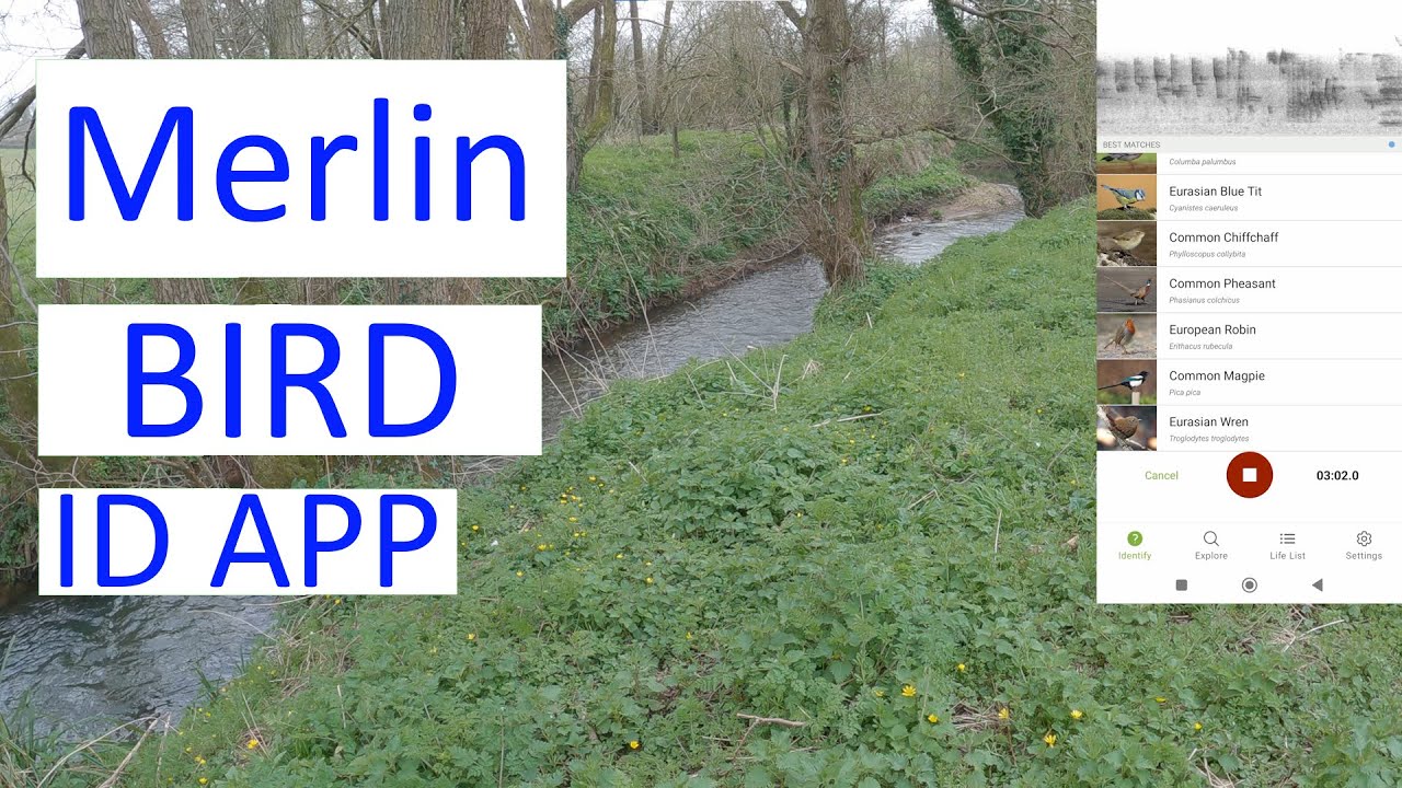 Merlin Bird ID app - Wellow Brook, Wellow, Somerset