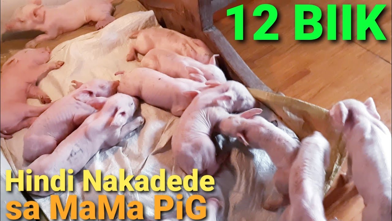 1st Parity 13 heads piglets blessings na sana pero...Paano mag-alaga biik hindi nakadede sa inahin