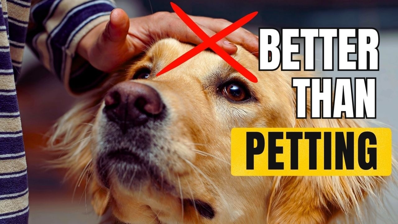 10 things your dog LOVES more then PETTING - And you don't even know it.