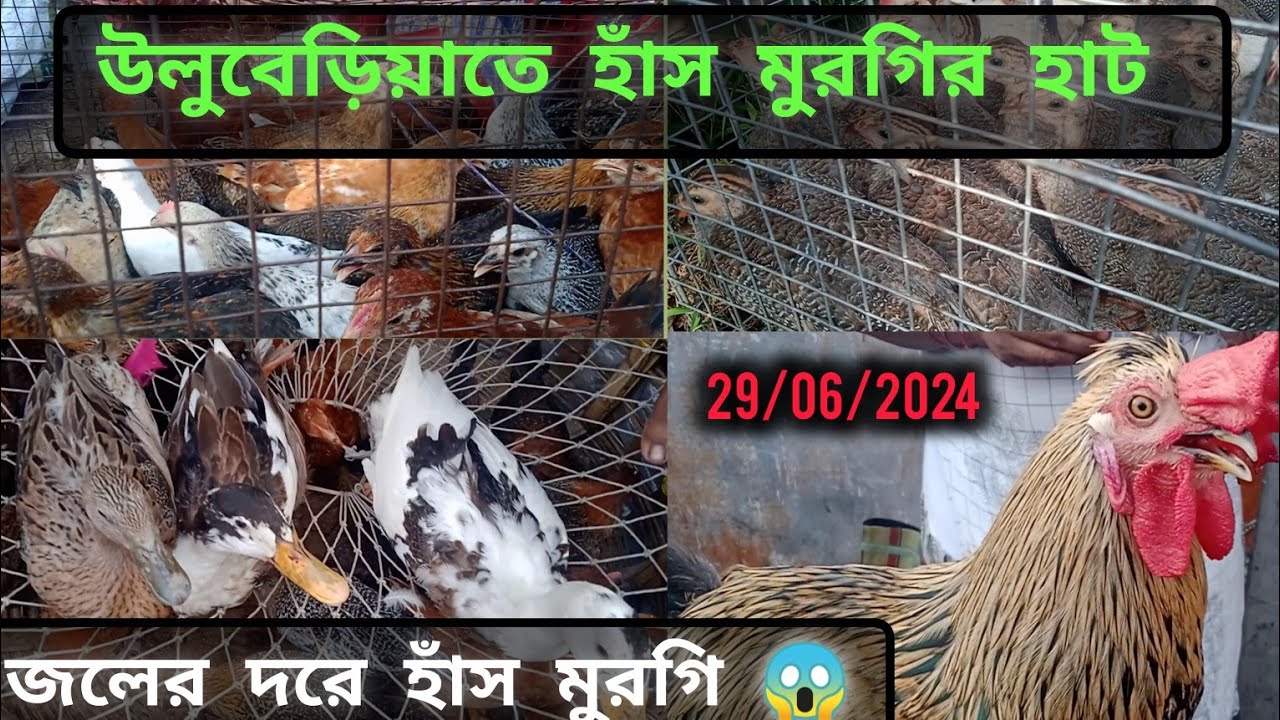 Uluberia Hen Market 2024। উলুবেড়িয়া হাঁস মুরগির হাট 2024।First Update  on 29thJune 2024