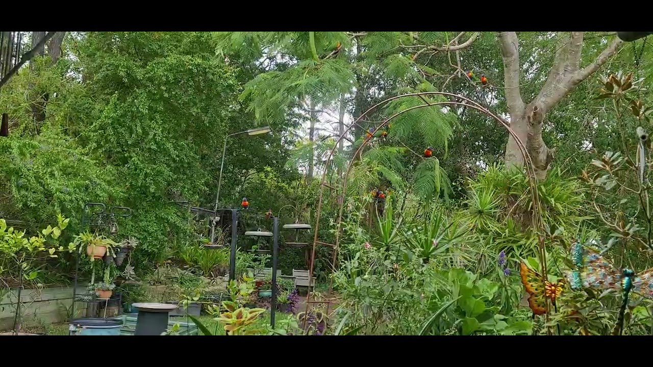 Lorikeet Cafe ❤️ 