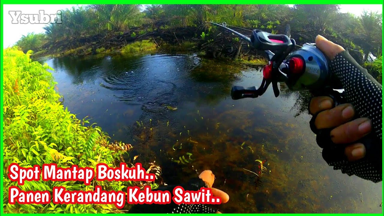Terlalu Banyak Ikan disini - Casting Kerandang Umpan Softlure