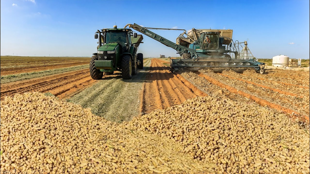 How American Farmers Ship 1,9M of Tons of Peanuts for Export on Giant Ships 🥜 | Farming Documentary