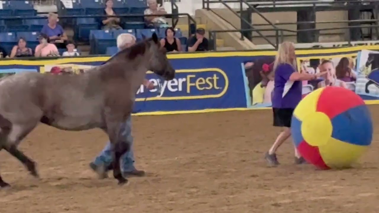 Legacy in Motion: Cloud’s Daughter Rain & Mustang Biloxi at BreyerFest