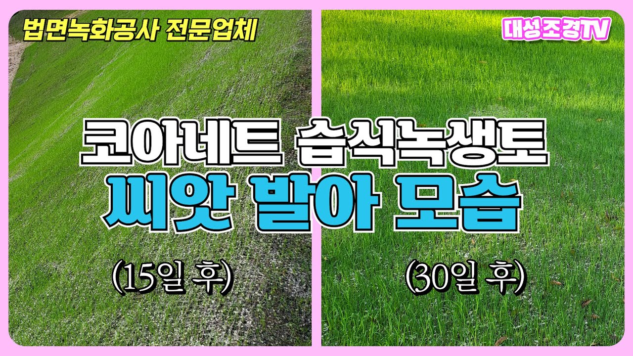 코아네트 설치, 습식녹생토 시공 후 15일/30일 씨앗 발아 모습!