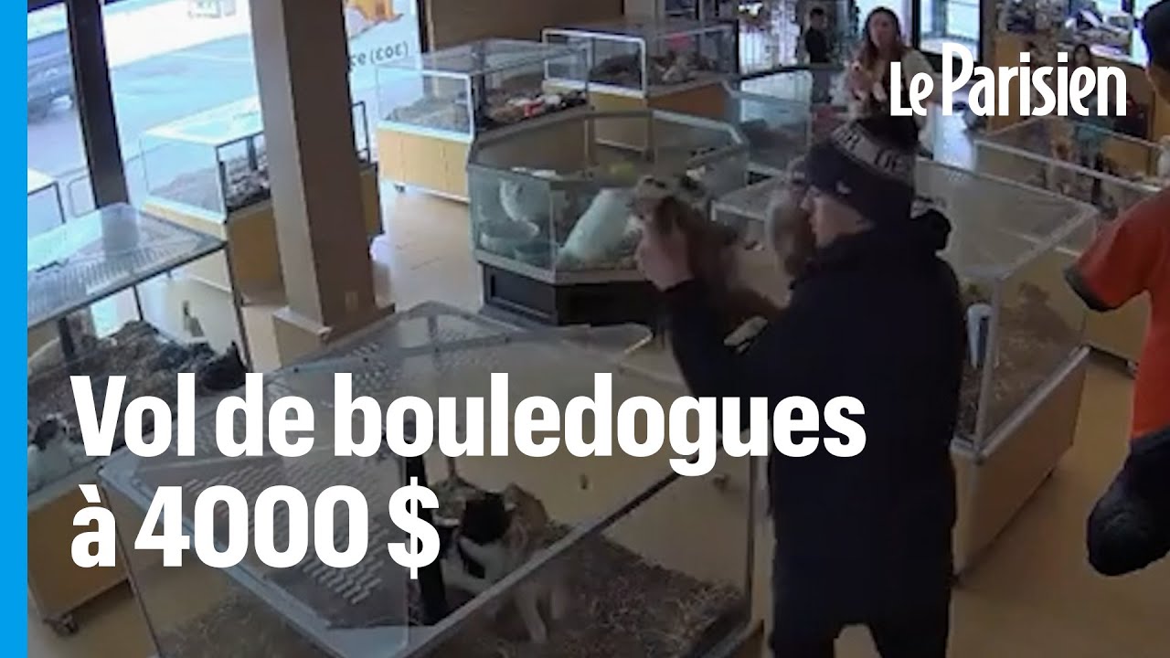Il simule un malaise pour voler des chiots dans une animalerie