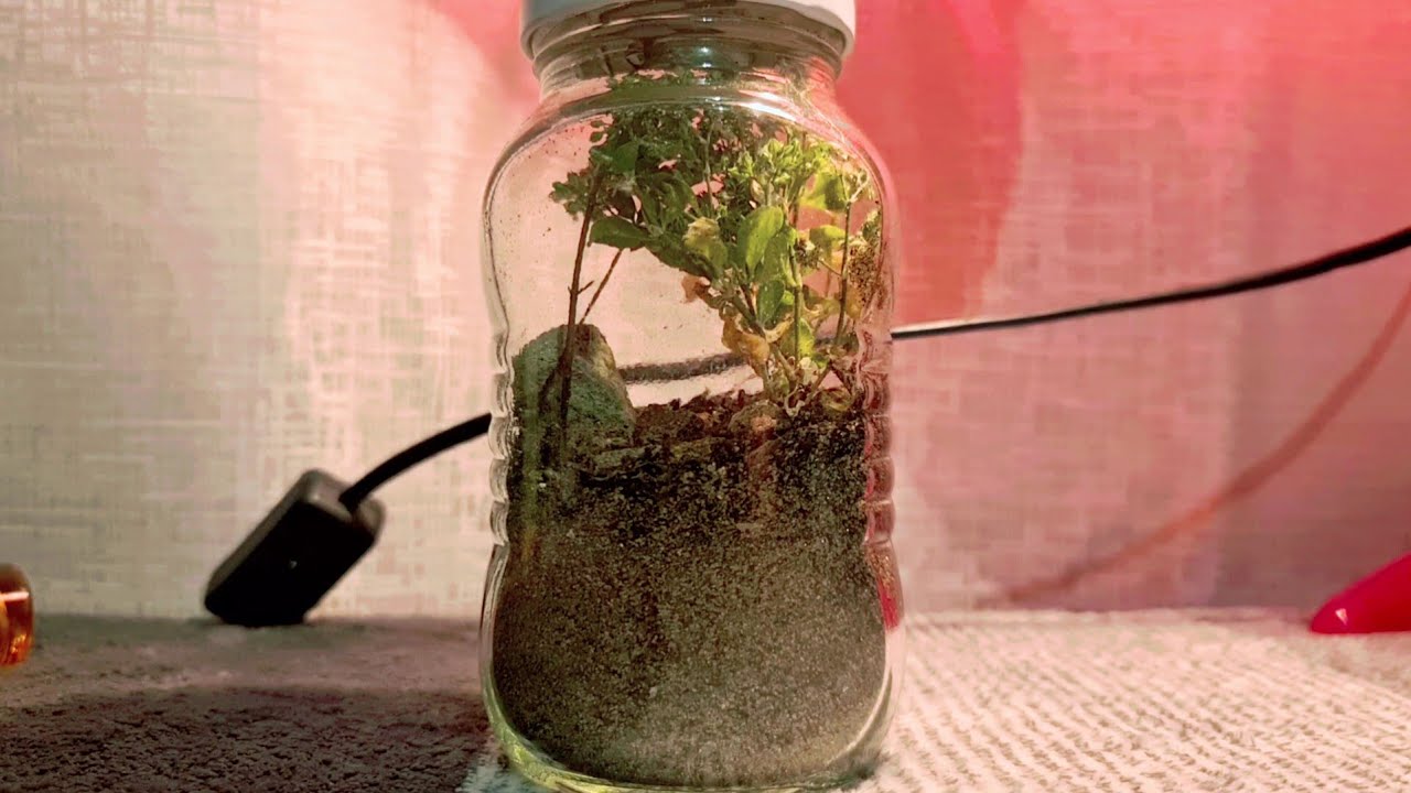 So I Make an Ant Colony in a small jar