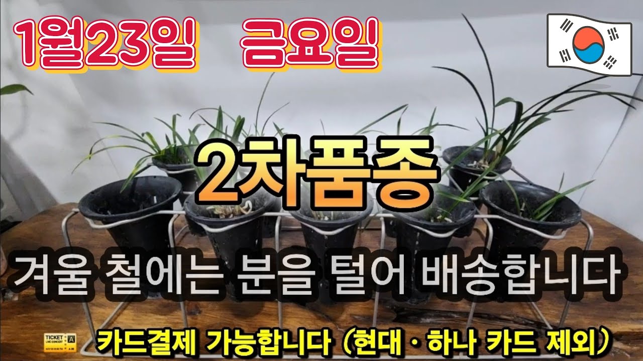 1월23일ㆍ금요일  ( 2차품종 )  💥💥💥 오늘도  ♡2차 품종 ♡ 저렴하게 해봅니다 👍👍👍 [4K]
