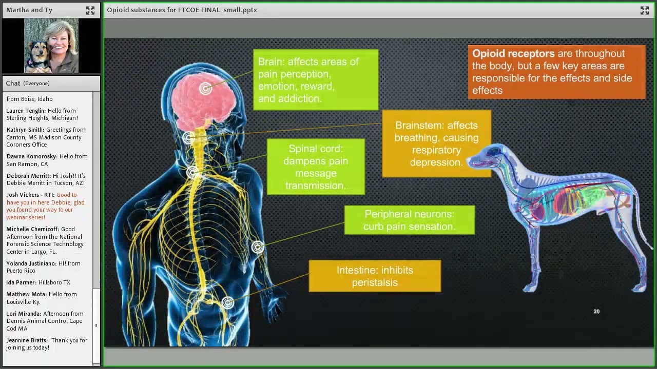 Opioid Substances: A Threat to Animal Welfare & Safety