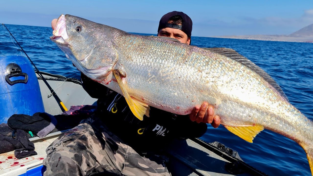 Corvina al Jigging !! (ver descripcion)