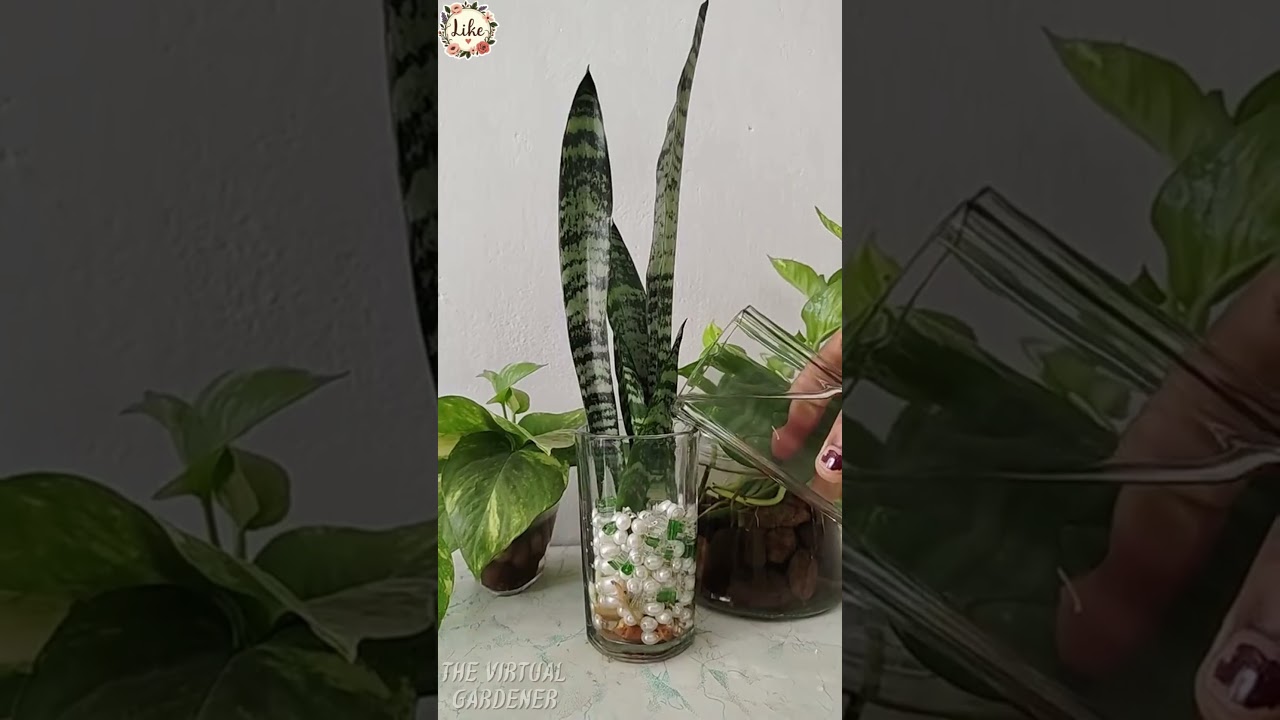 how to grow snake plant in water only