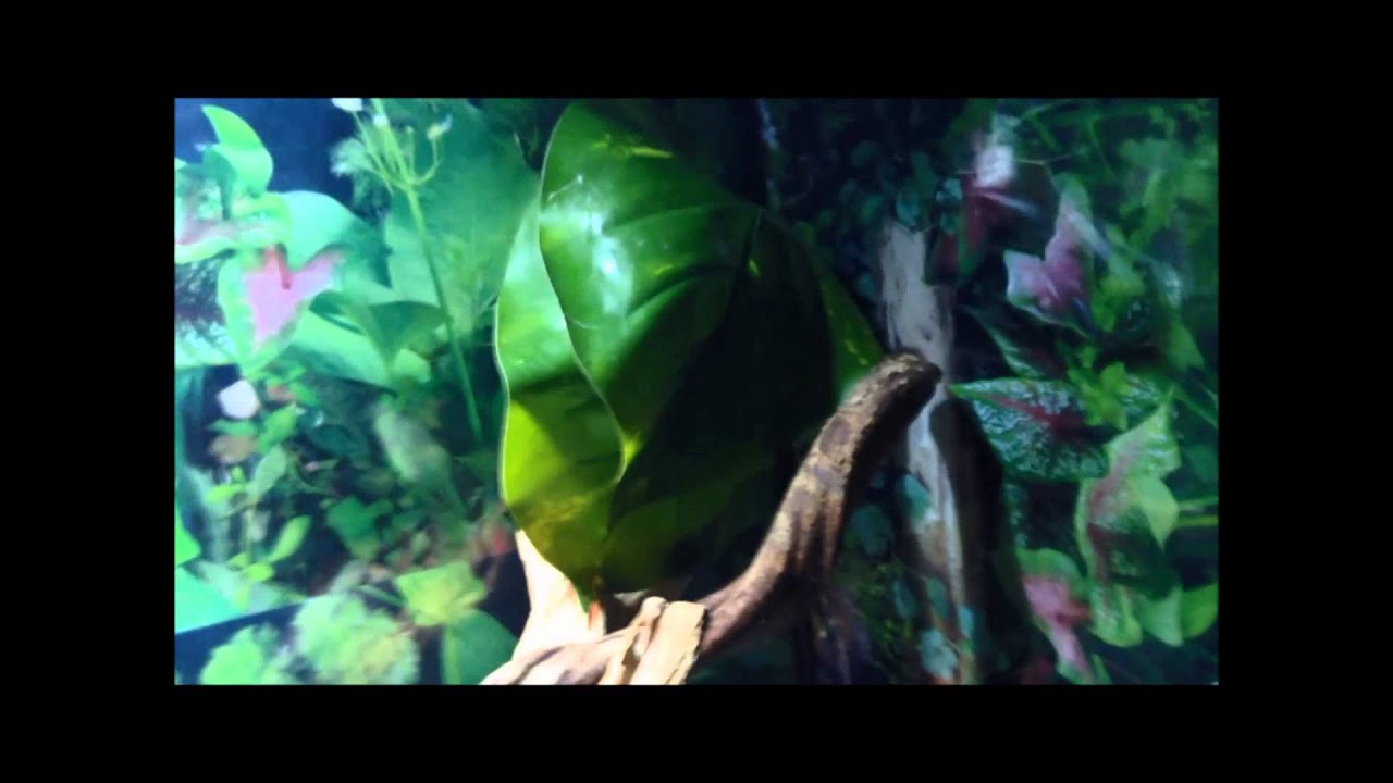 My Giant Waxy Monkey Frogs (Phyllomedusa Bicolor)