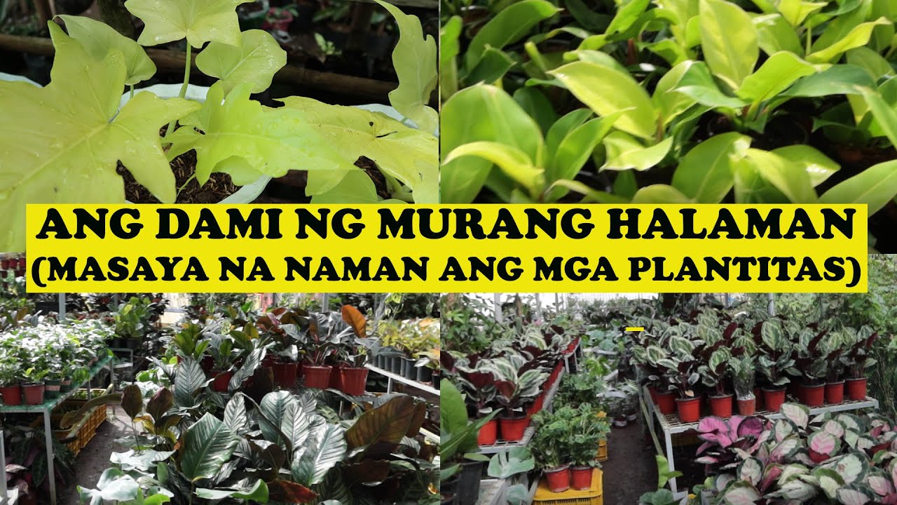 ANG DAMI NG MURANG HALAMAN!!! (Masaya Na Naman Ang Mga Plantitas)