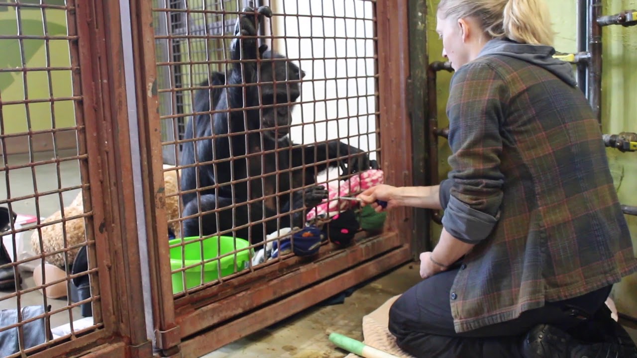 Positive Reinforcement Training with rescued chimpanzees