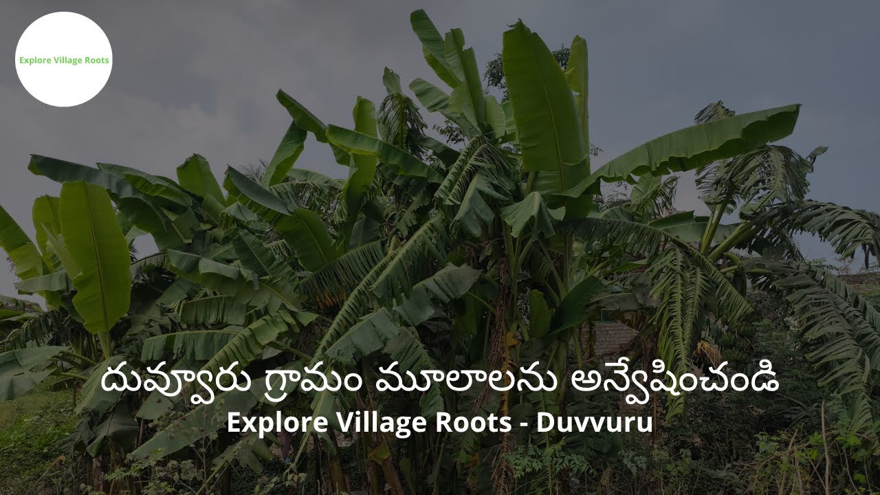 దువ్వూరు గ్రామం మూలాలను అన్వేషించండి | Duvvuru | Explore Village Roots | Village Vlog