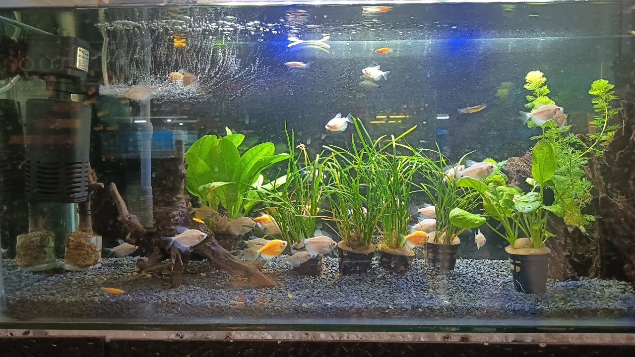 Bought Some Colour Fish/ കളർ മീനുകൾ വാങ്ങിയാലോ